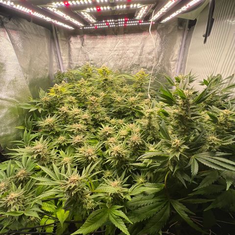 White domina  growlog timeline photo