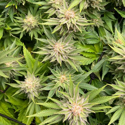 Tropimango  growlog timeline photo