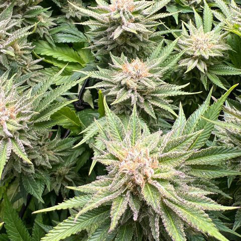 Tropimango  growlog timeline photo
