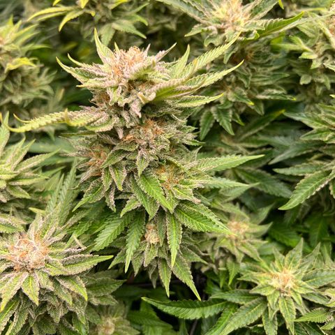 Tropimango  growlog timeline photo