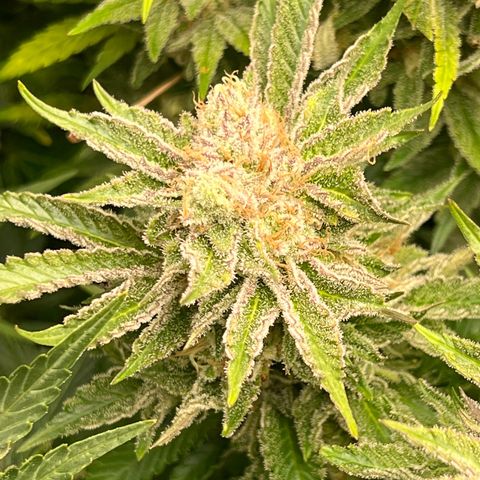 Tropimango  growlog timeline photo