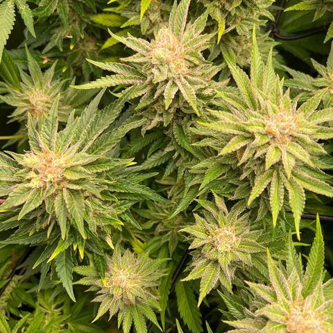 Tropimango  growlog timeline photo