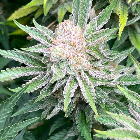 Tropimango  growlog timeline photo