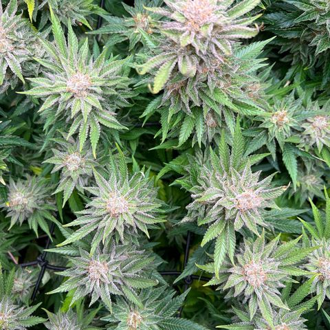 Tropimango  growlog timeline photo