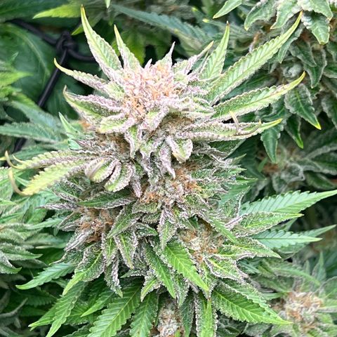 Tropimango  growlog timeline photo