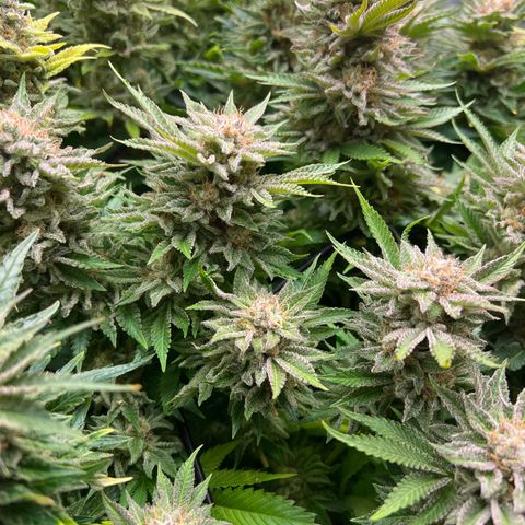Tropimango  growlog timeline photo