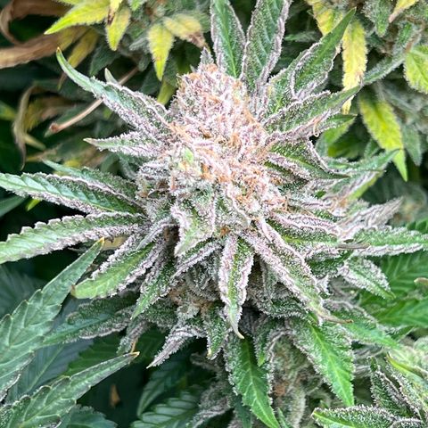 Tropimango  growlog timeline photo