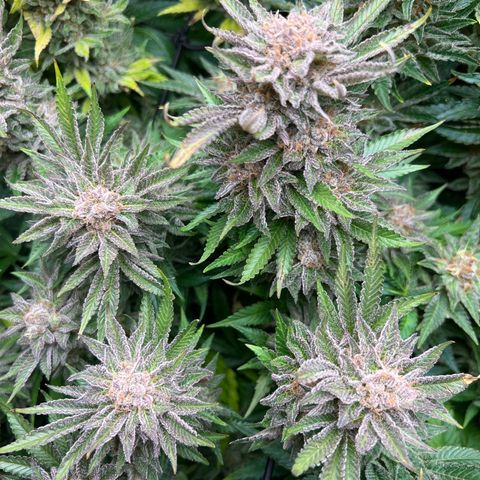 Tropimango  growlog timeline photo