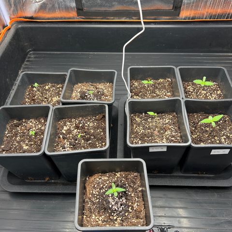 White domina  growlog timeline photo