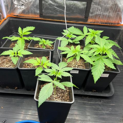 White domina  growlog timeline photo