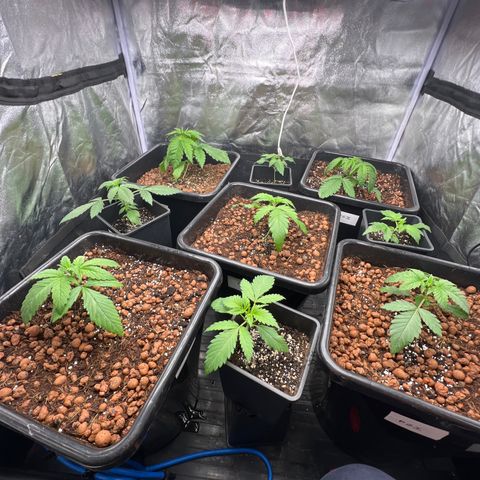 White domina  growlog timeline photo