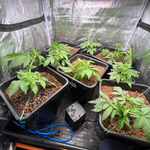 White domina  growlog timeline photo