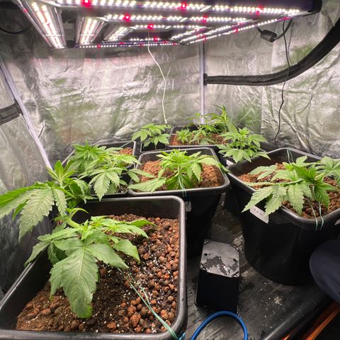 White domina  growlog timeline photo