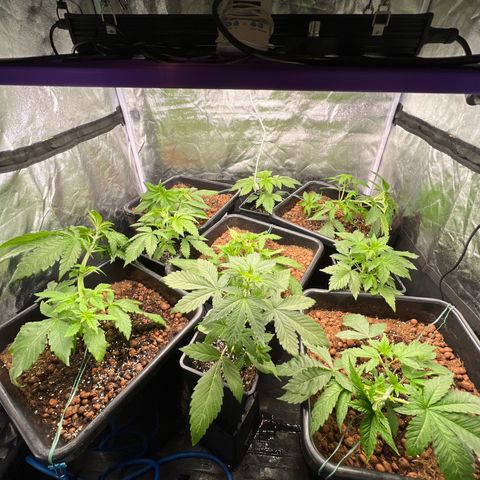 White domina  growlog timeline photo