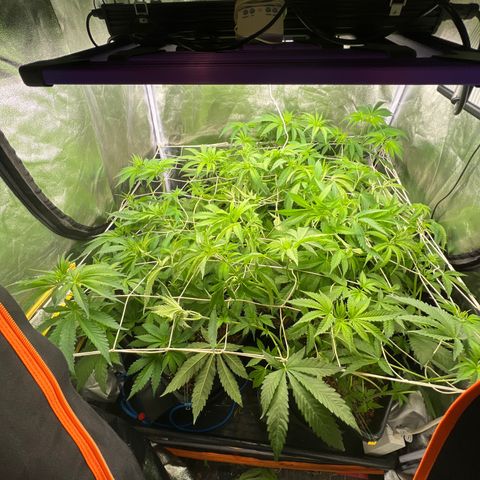White domina  growlog timeline photo