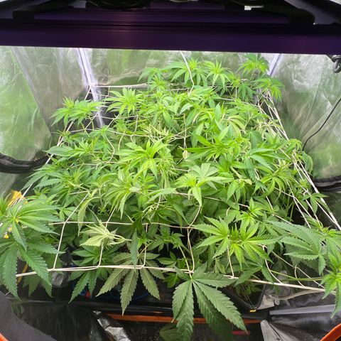 White domina  growlog timeline photo