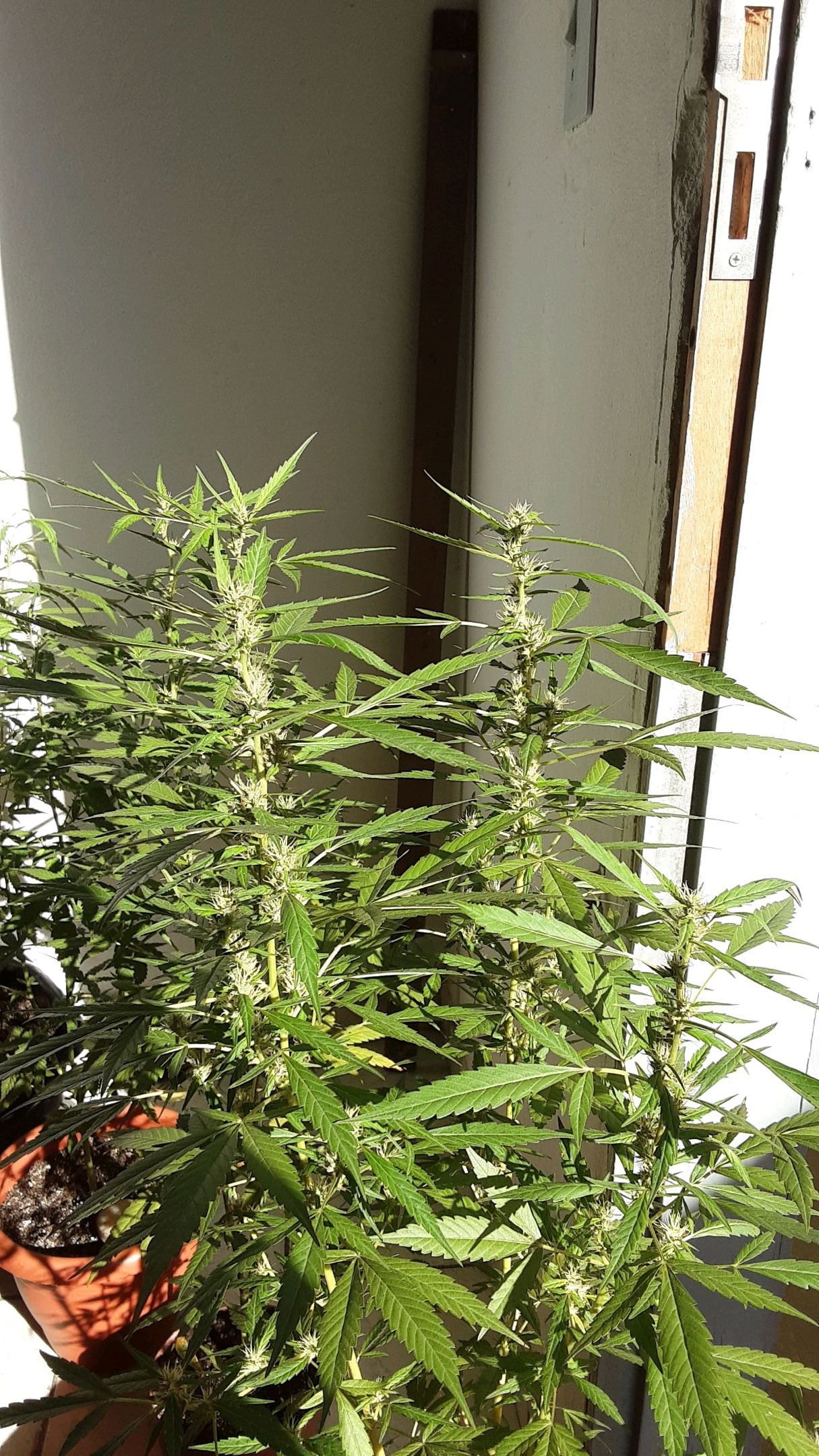 AK 47 1° growlog header
