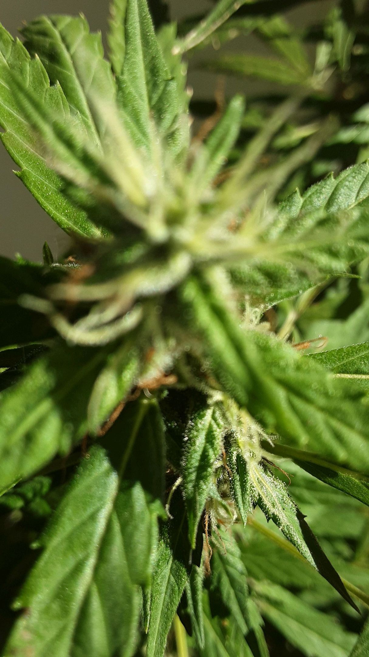 Afghani #1 growlog header