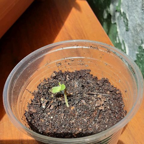 Afghani #1 growlog photo