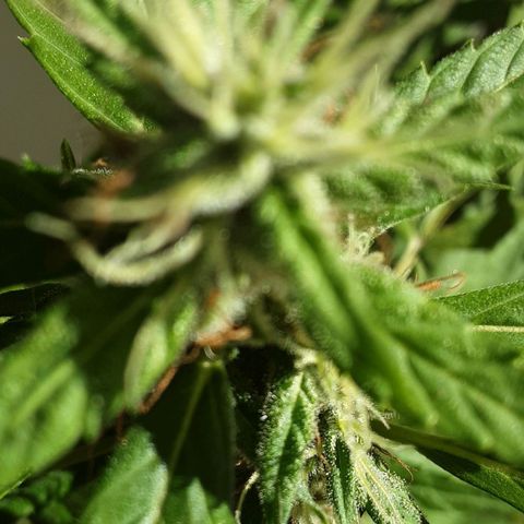 Afghani #1 growlog photo