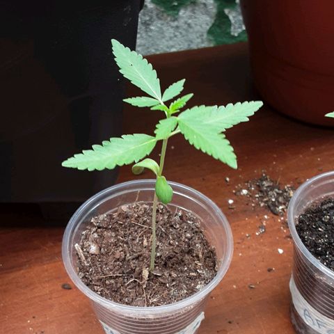 Afghani #1 growlog photo