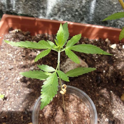 Afghani #1 growlog photo
