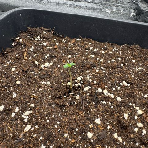 Purple Lemonade Auto growlog timeline photo
