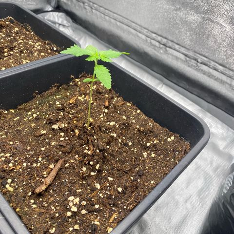 Purple Lemonade Auto growlog timeline photo
