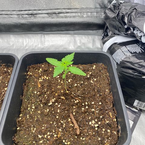Purple Lemonade Auto growlog timeline photo