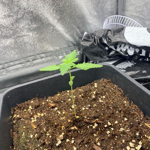 Purple Lemonade Auto growlog timeline photo