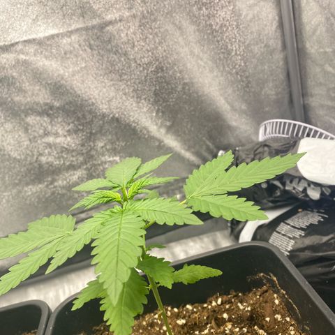 Purple Lemonade Auto growlog timeline photo