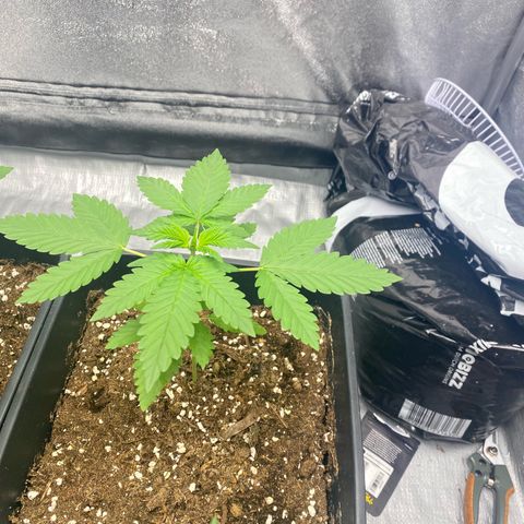 Purple Lemonade Auto growlog timeline photo