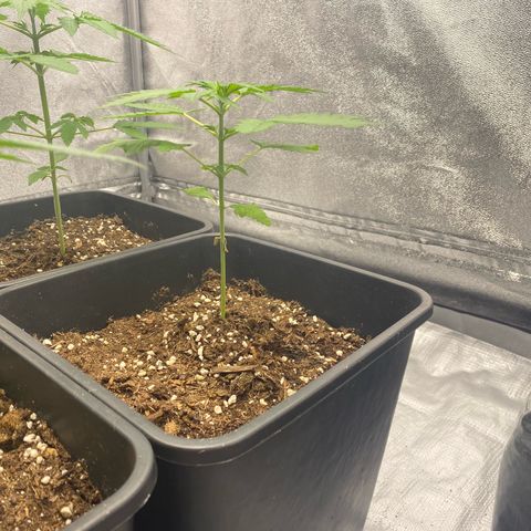 Purple Lemonade Auto growlog timeline photo