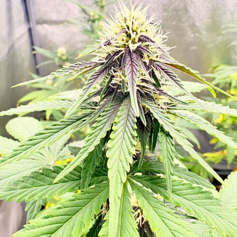 Purple Lemonade Auto growlog timeline photo