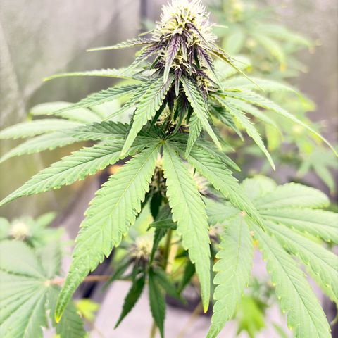 Purple Lemonade Auto growlog timeline photo
