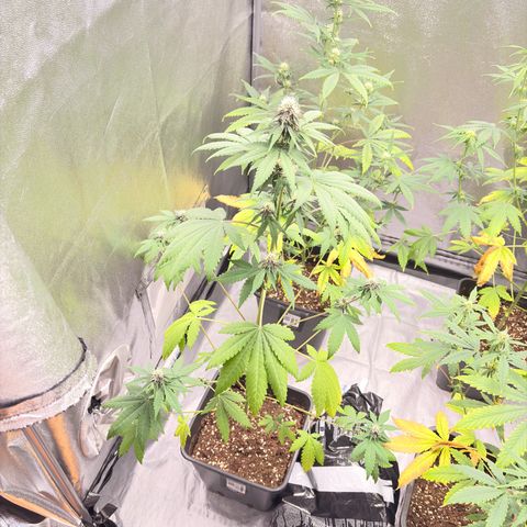 Purple Lemonade Auto growlog timeline photo