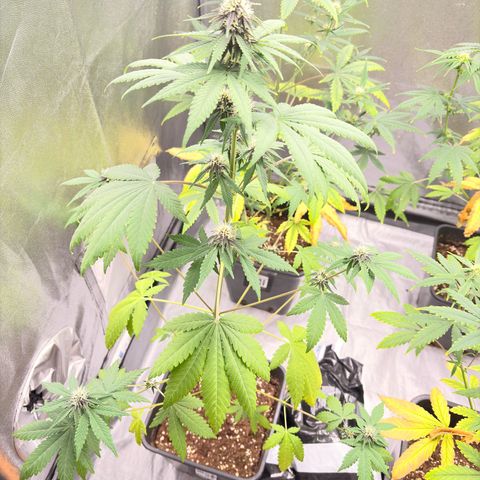 Purple Lemonade Auto growlog timeline photo