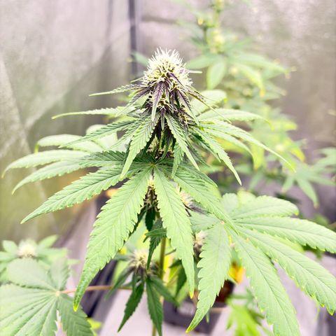 Purple Lemonade Auto growlog timeline photo