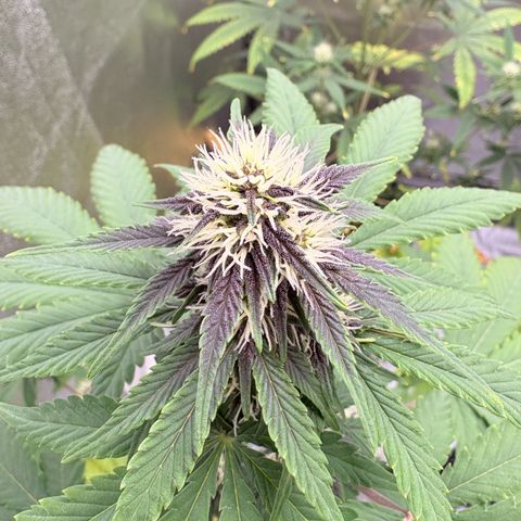 Purple Lemonade Auto growlog timeline photo