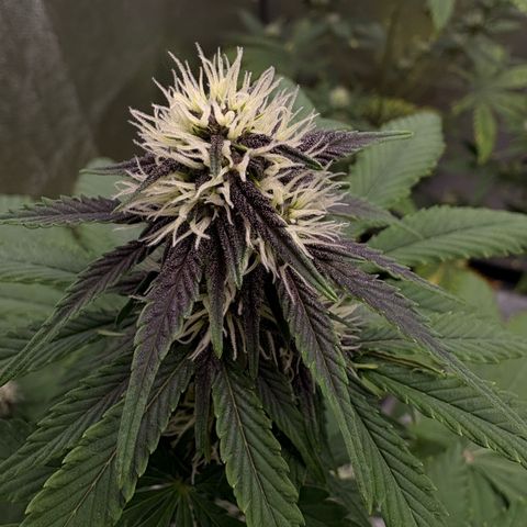 Purple Lemonade Auto growlog timeline photo