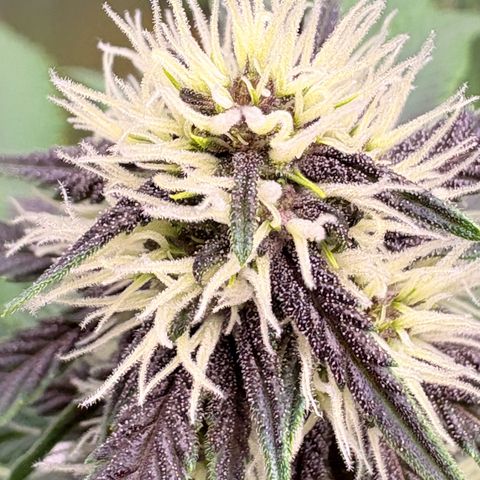 Purple Lemonade Auto growlog timeline photo