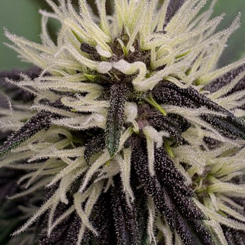 Purple Lemonade Auto growlog timeline photo