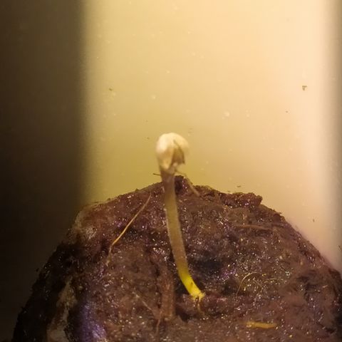 Pablo Escobar growlog photo: Рост лучше, чем у коллеги. Была снята каска 