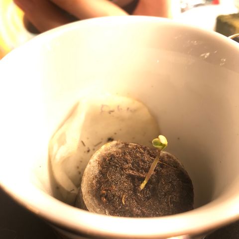 Pablo Escobar growlog photo: Рост лучше, чем у коллеги. Была снята каска 