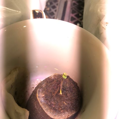 Pablo Escobar growlog photo: Рост лучше, чем у коллеги. Была снята каска 
