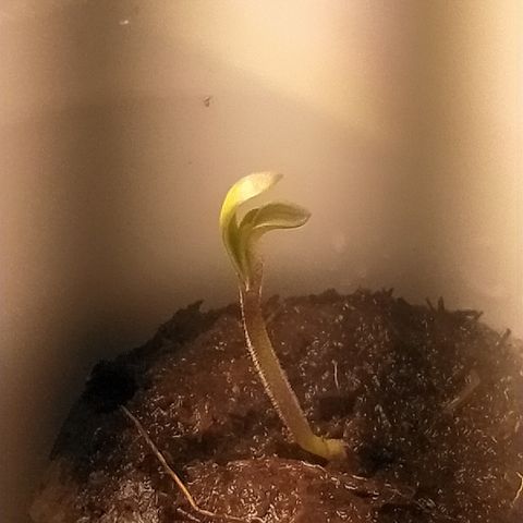 Pablo Escobar growlog photo: Рост лучше, чем у коллеги. Была снята каска 