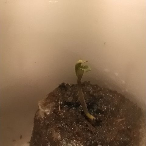 Pablo Escobar growlog photo: Рост лучше, чем у коллеги. Была снята каска 