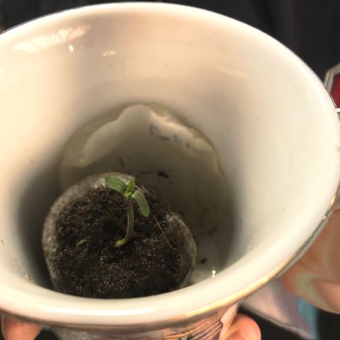 Pablo Escobar growlog timeline photo