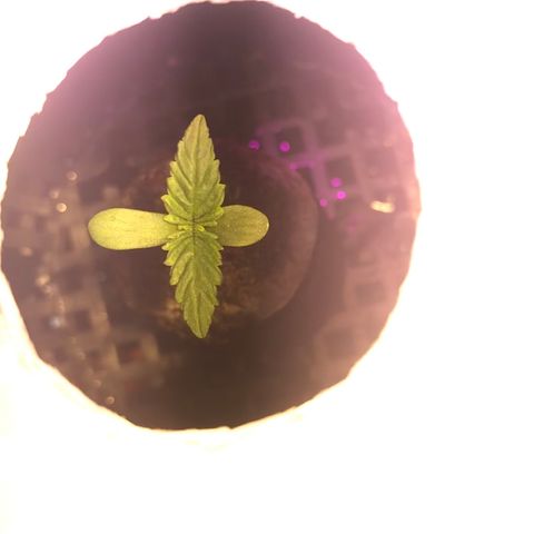 Pablo Escobar growlog timeline photo