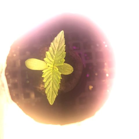 Pablo Escobar growlog timeline photo